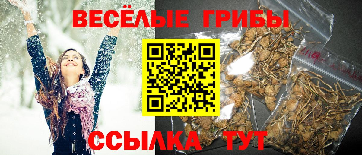 Псилоцибиновые грибы GOLDEN TEACHER Каменка